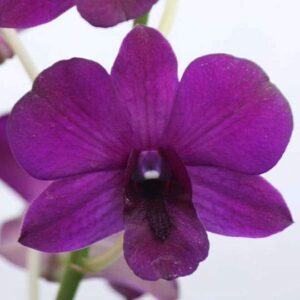 Purple Orchid Plant (Dendrobium Orchid) – With Pot