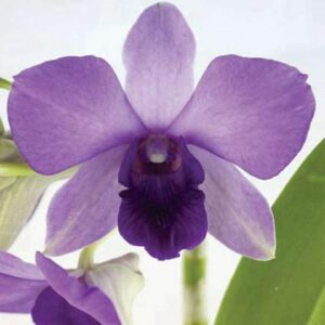 Purple Orchid Plant (Dendrobium Orchid) – With Pot