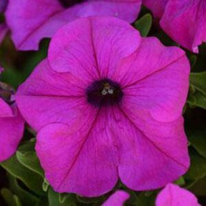 Petunia Grandiflora Violet Flower Plant – With Pot