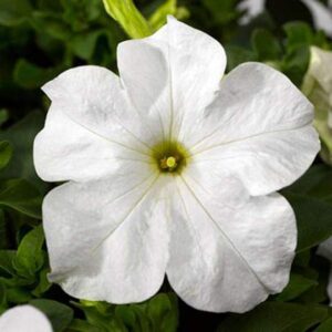 Petunia Grandiflora White Flower Plant – With Pot