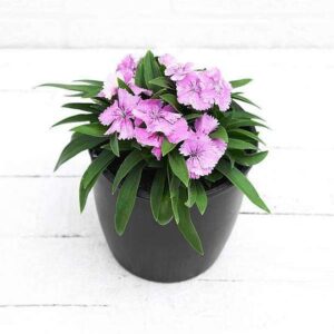 Dianthus Pink Flower Plant – With Pot