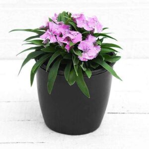 Dianthus Pink Flower Plant – With Pot