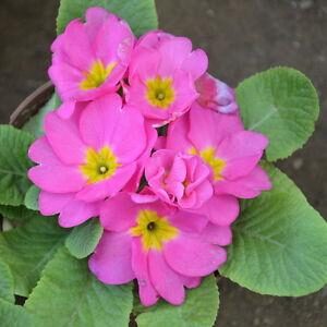 Primula Pink Flower Plant – With Pot