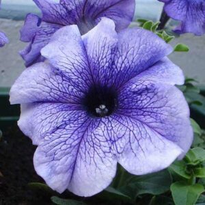 Petunia Grandiflora Purple Flower Plant – With Pot