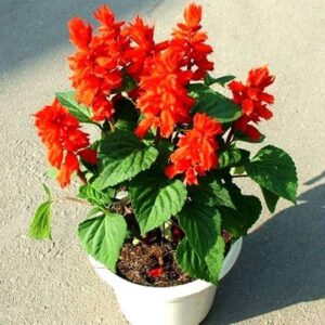 Salvia Splendens Red Plant – With Pot