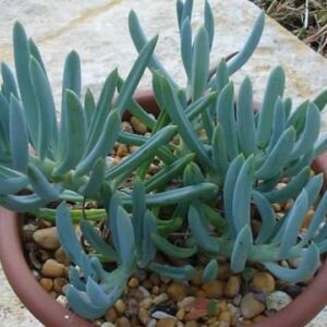 Senecio vitalis, Blue Chalk Fingers – Succulent Plant with Pot