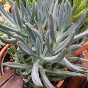 Senecio vitalis, Blue Chalk Fingers – Succulent Plant with Pot