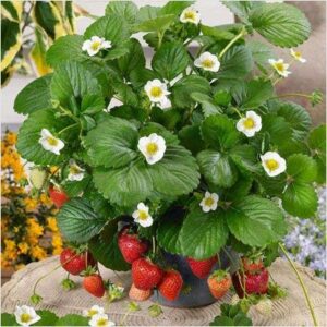 Strawberry Fruits Plant – With Pot