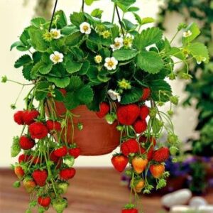 Strawberry Fruits Plant – With Pot