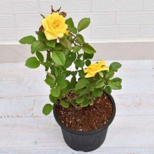 Yellow Rose Plant with pot – with Pot