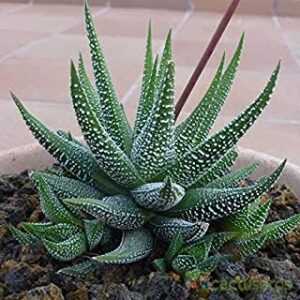 Zebra Plant(Haworthia Fasciata) – With Pot