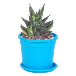 Zebra Plant(Haworthia Fasciata) – With Pot