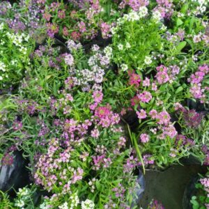 Sweet Alyssum Plant(Any color) – With Pot