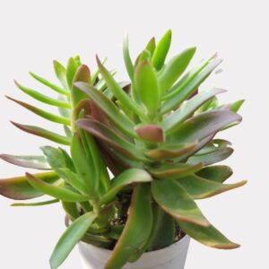 Crassula Capitella/Crassula Campfire Succulent Plant – With Pot