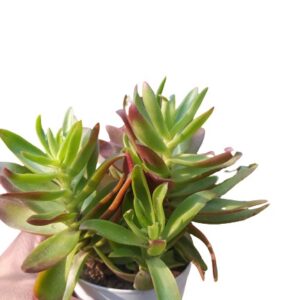 Crassula Capitella/Crassula Campfire Succulent Plant – With Pot