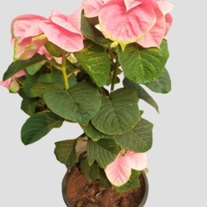 Poinsettia Fireball Pink, Official Plant – with Pot