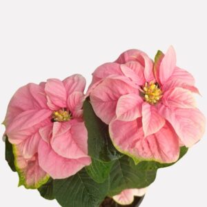 Poinsettia Fireball Pink, Official Plant – with Pot