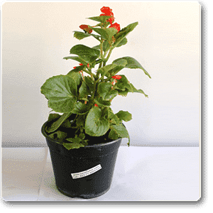 Begonia Red Plant – With Pot