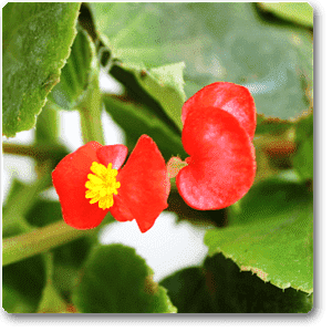 Begonia Red Plant – With Pot