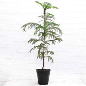 Christmas Tree Plant- with Pot