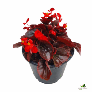 Begonia (Red) Flower Plant – With Pot