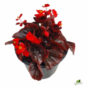 Begonia (Red) Flower Plant – With Pot