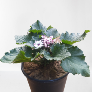 Cineraria Plant (Purple-White) – With Pot