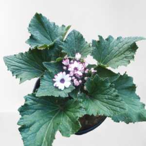 Cineraria Plant (Purple-White) – With Pot