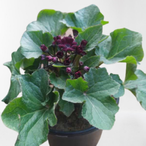 Cineraria Plant (Lavender) – With Pot