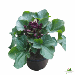 Cineraria Plant (Lavender) – With Pot
