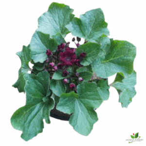 Cineraria Plant (Lavender) – With Pot