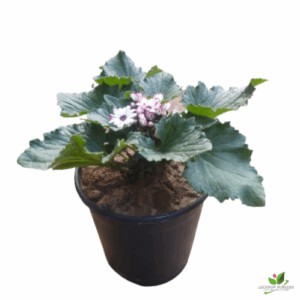 Cineraria Plant (Purple-White) – With Pot