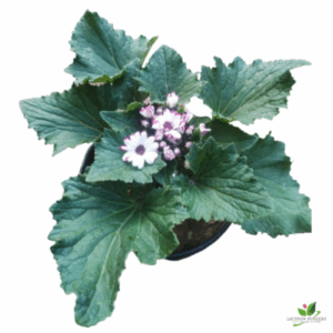 Cineraria Plant (Purple-White) – With Pot