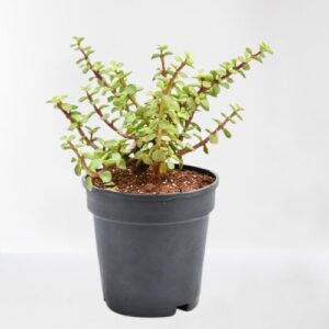 Jade Plant(Good Luck) – With Pot