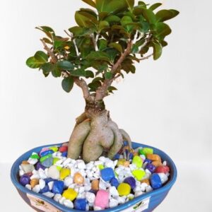 Ficus Bonsai Plant – With Ceramic Pot