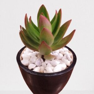 Crassula Capitella Succulent Plant – With Ceramic Pot