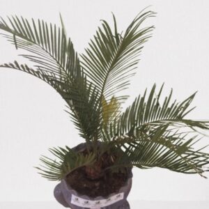 Cycas  Revoluta, King Sagoo Palm Plant – With Ceramic Pot