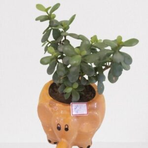 Jade Plant(Good Luck) – With Ceramic Pot