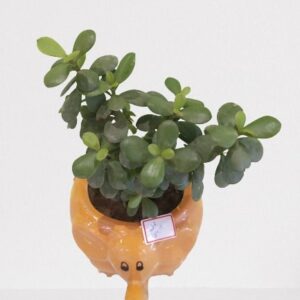 Jade Plant(Good Luck) – With Ceramic Pot