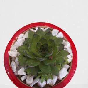 Laxmi Kamal – Succulent Plant with Ceramic Pot