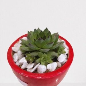 Laxmi Kamal – Succulent Plant with Ceramic Pot