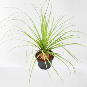 Nolina Palm/Ponytail Palm Plant – With Pot