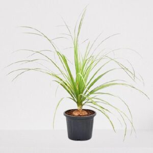 Nolina Palm/Ponytail Palm Plant – With Pot