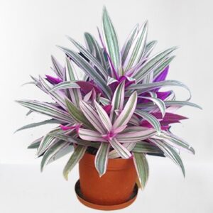 Rhoeo Plant, Rhoeo discolor (Tricolor, Variegated) Plant – With Pot