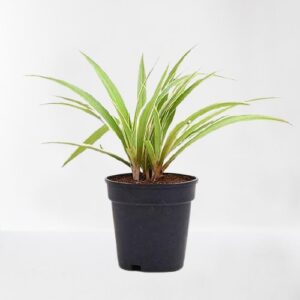 Spider Plant(Chlorophytum ) – With Pot