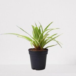 Spider Plant(Chlorophytum ) – With Pot