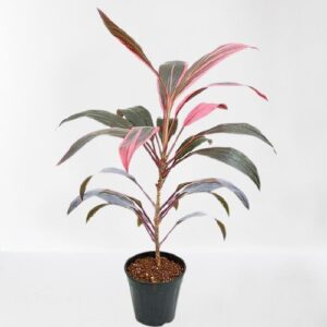 Dracaena Mahatma, Cordyline Terminalis Mahatma/Ti Plant – With Pot