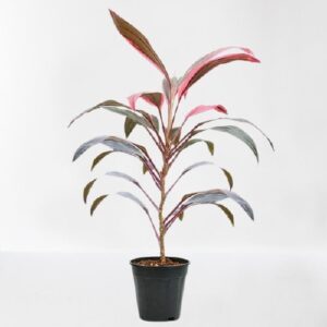 Dracaena Mahatma, Cordyline Terminalis Mahatma/Ti Plant – With Pot