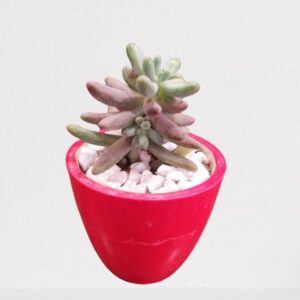 Sedum Rubrotinctum/Jelly Bean/Pork and Beans Succulent Plant – With Pot