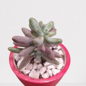 Sedum Rubrotinctum/Jelly Bean/Pork and Beans Succulent Plant – With Pot